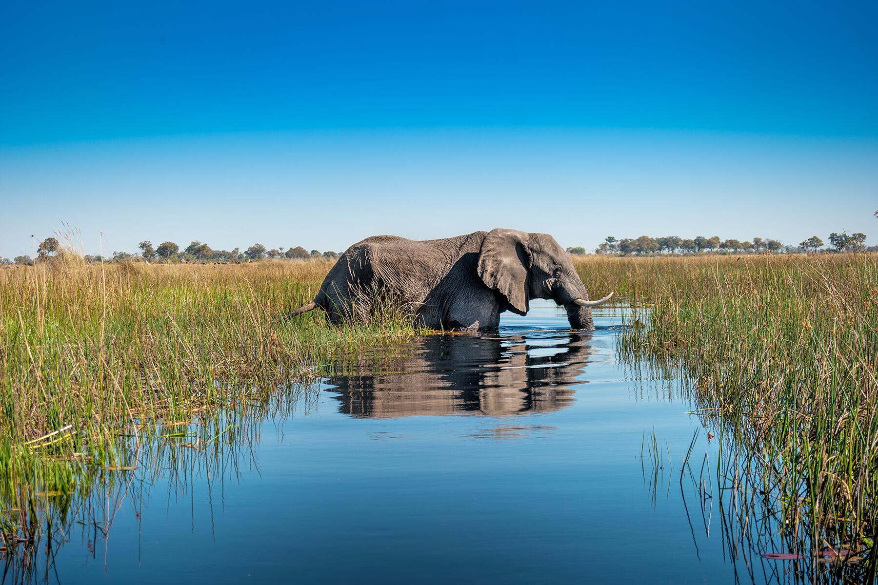 세계 최고 휴양지 오카방고 델타 습지대에 서식하는 빅5 중에 하나인 코끼리