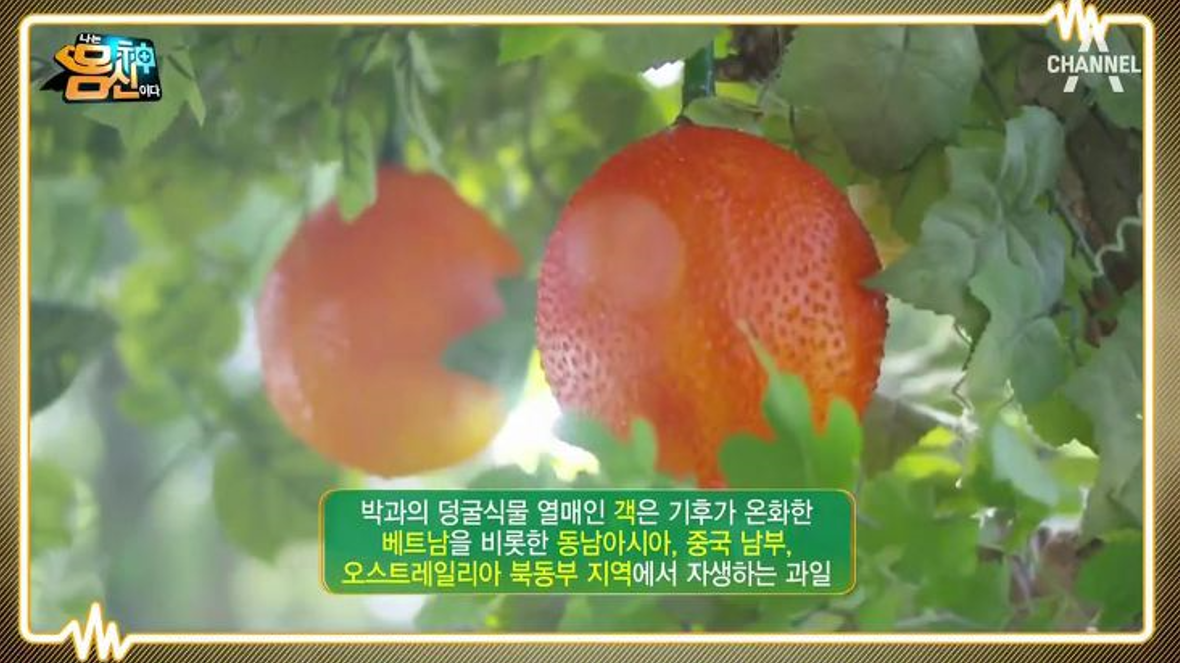  천국의 과일이라 불리는 객(GAC)의 효능과 효과