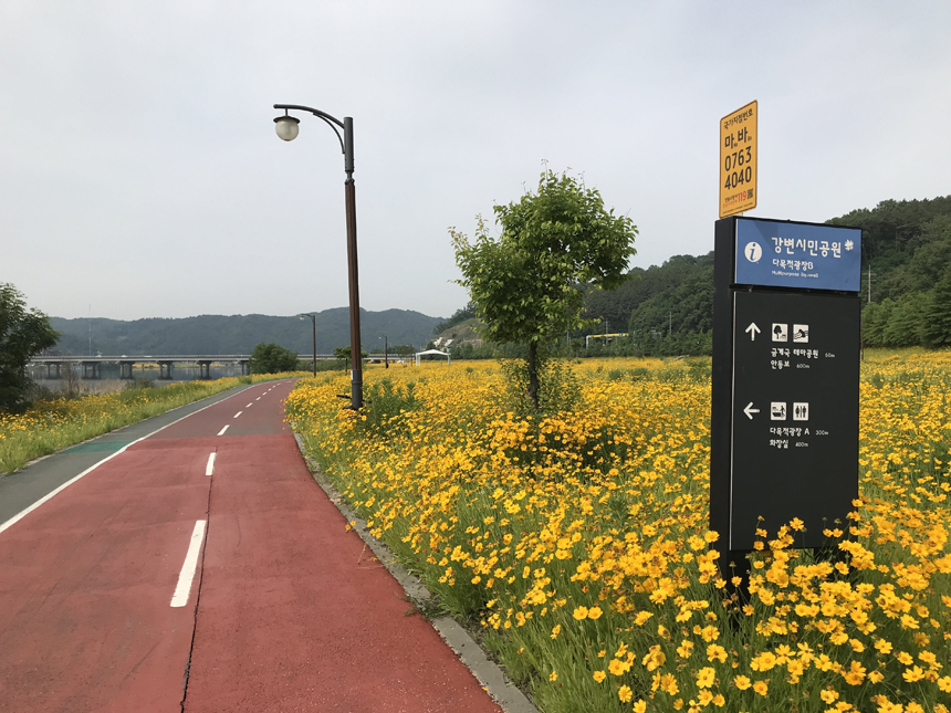  막 찍어도 인생샷! 안동 핫플레이스, 강변 금계국 단지 테마공원