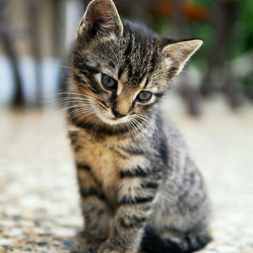 고양이 꿈해몽 태몽 34가지
