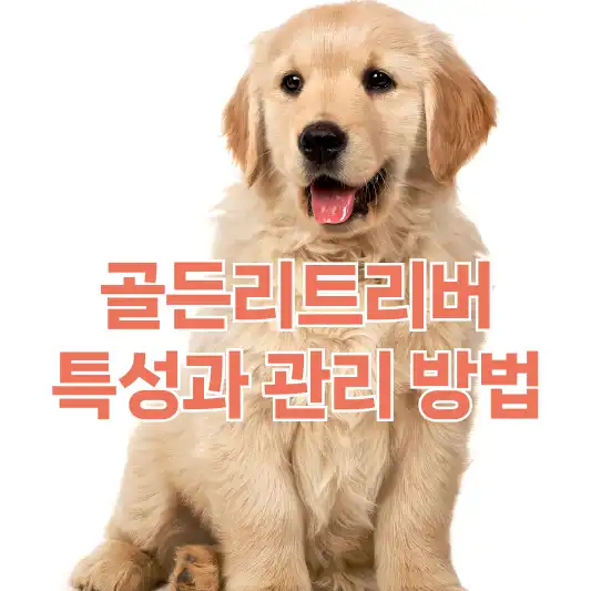 골든리트리버