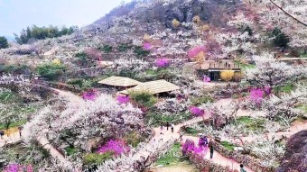 광양 매화축제 기간 가는길 주차장