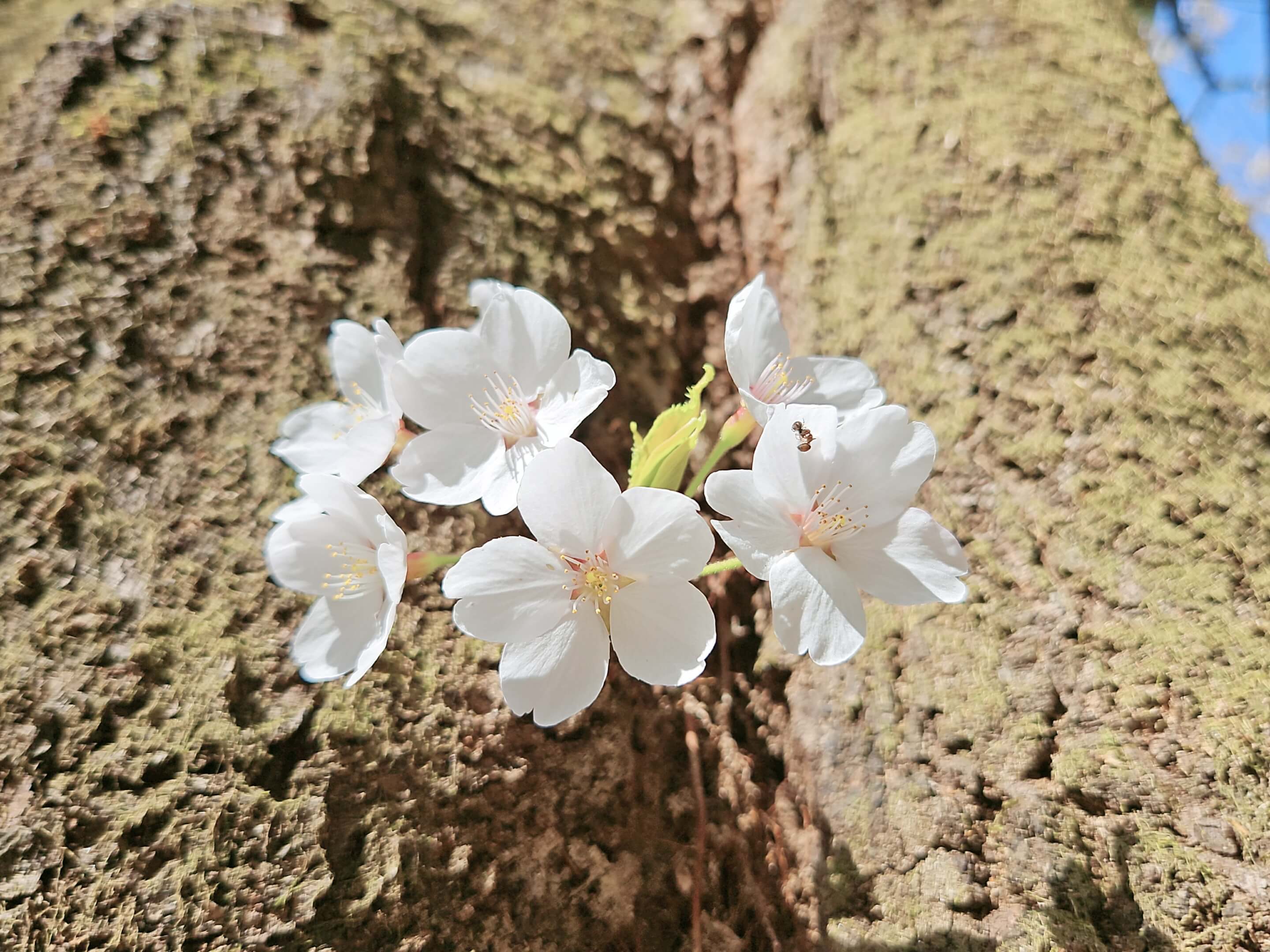 소요산 벚꽃 명소