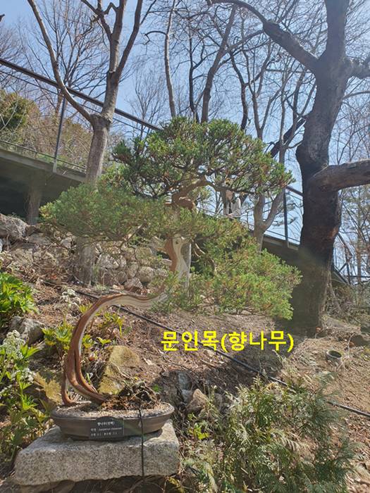 문인목(향나무)