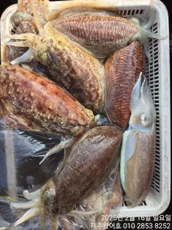 갑오징어 손질법 제철 맛있게 먹는 방법_18