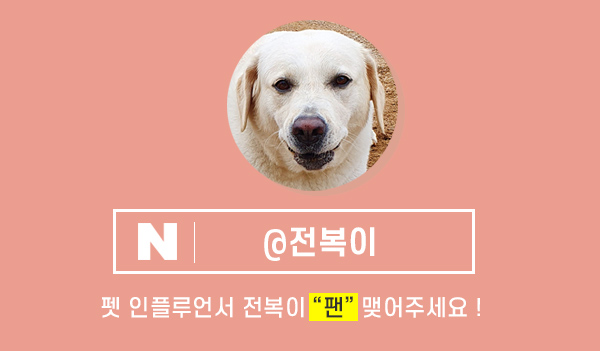 사모예드견종에대해 2