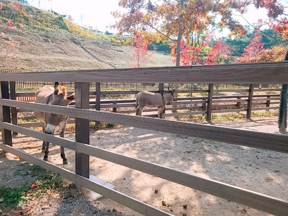 #부산 아이와가 볼만한 바다 운대수목원 24