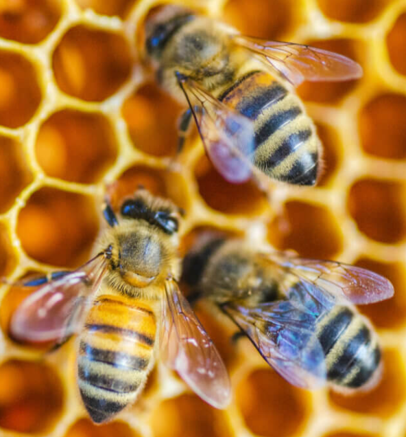 Honeybees The Masters of Democracy We Should Emulate