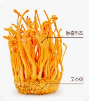 동충하초 이미지