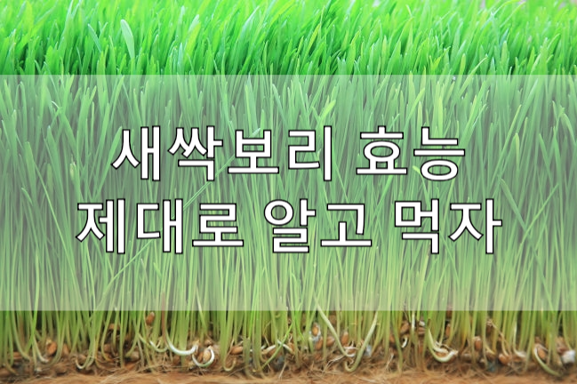  새싹보리 효능!