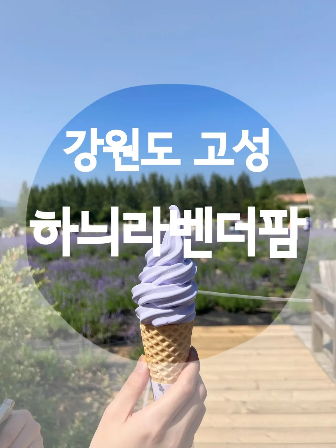  고성 라벤더축제 하늬라벤더팜 강원도 여행
