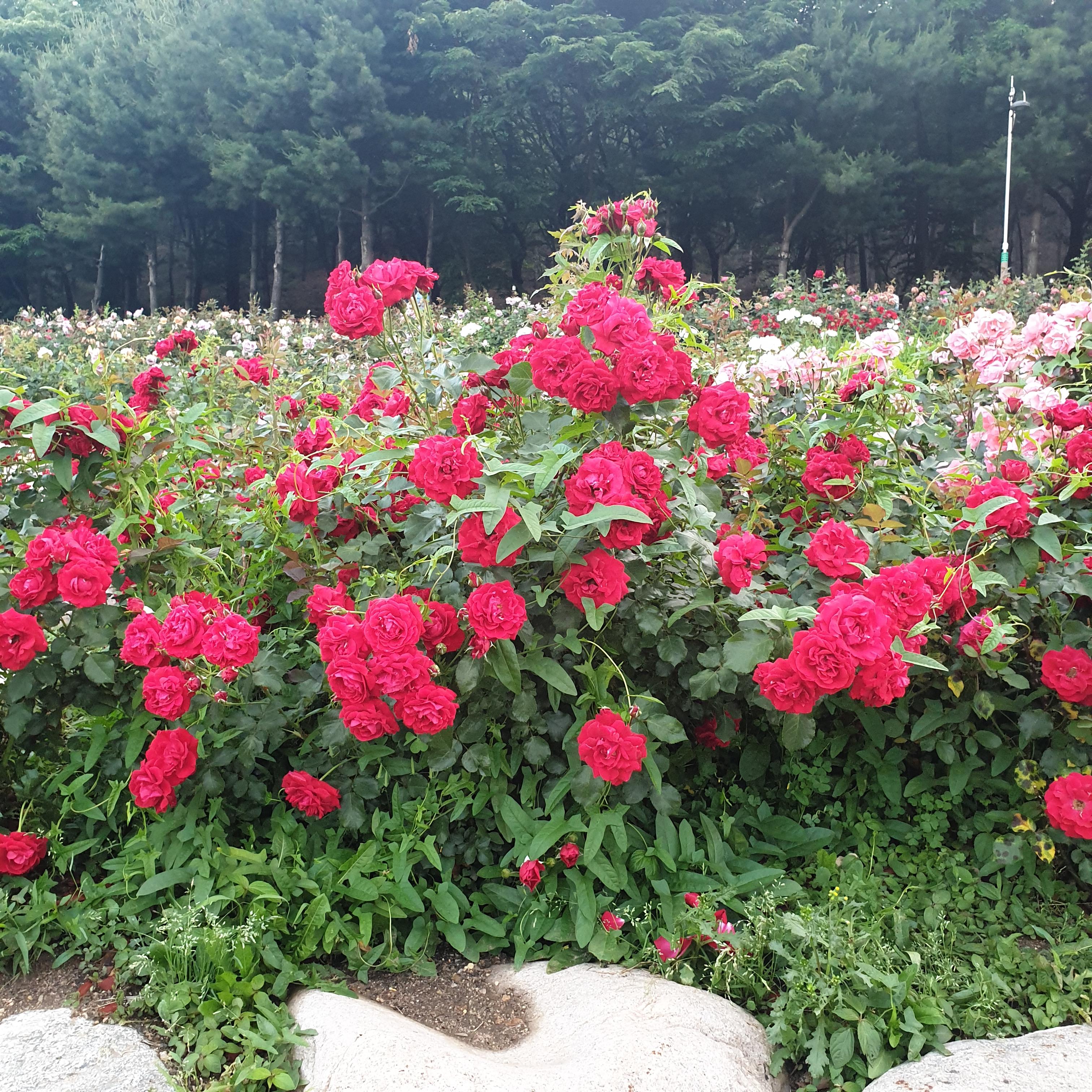 안산에 있는 노적봉 장미꽃 보고 왔습니다.