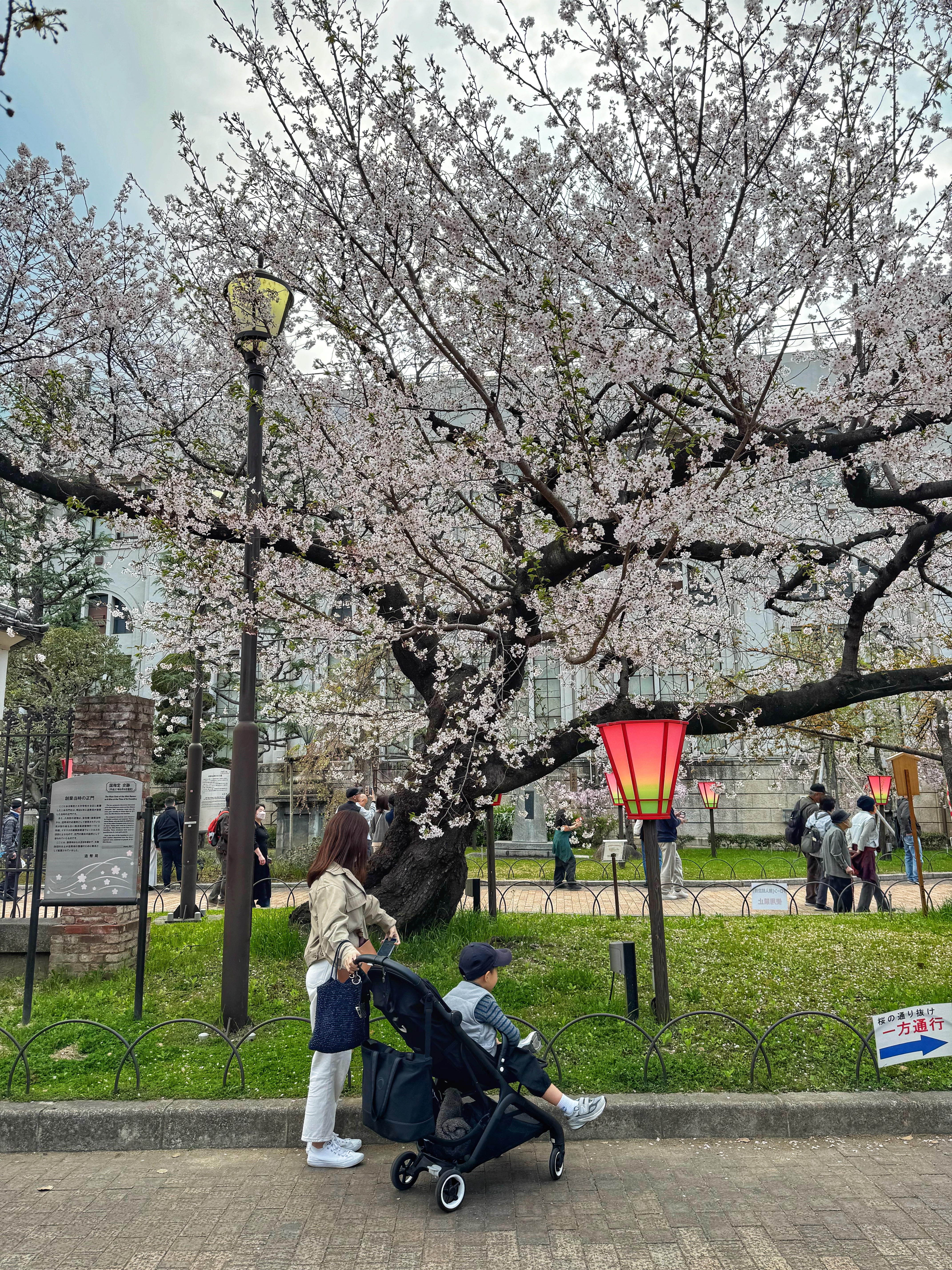[일본 오사카] 조폐국 본국 벚꽃 통과하기 축제 후기 Cherry Blossom Viewing in Mint Osaka Japan