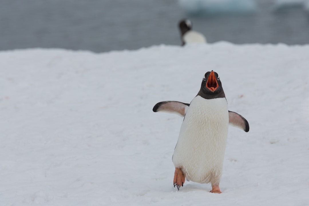 Penguin