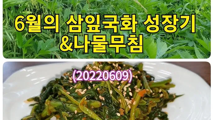 6월 제철 나물 추천 종류 효능_2