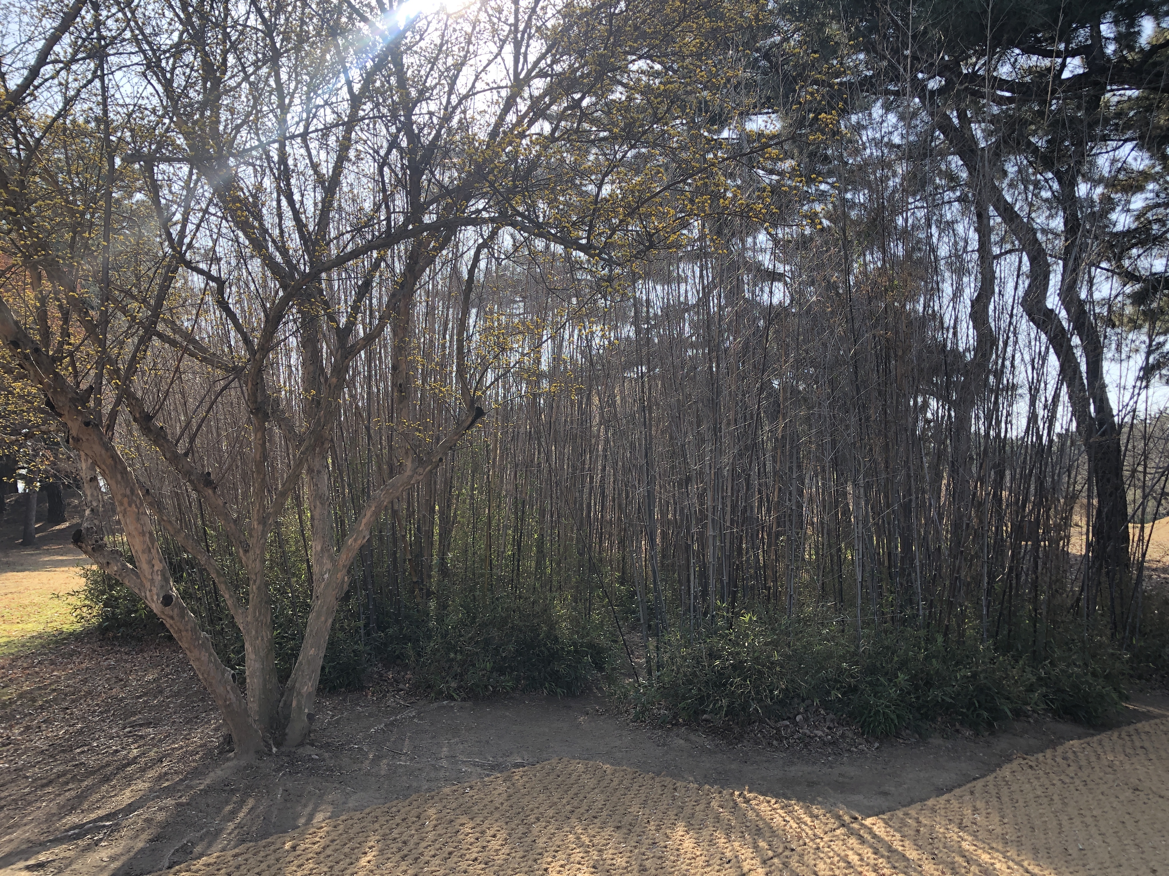 민수랜드-경주 대릉원 대나무숲