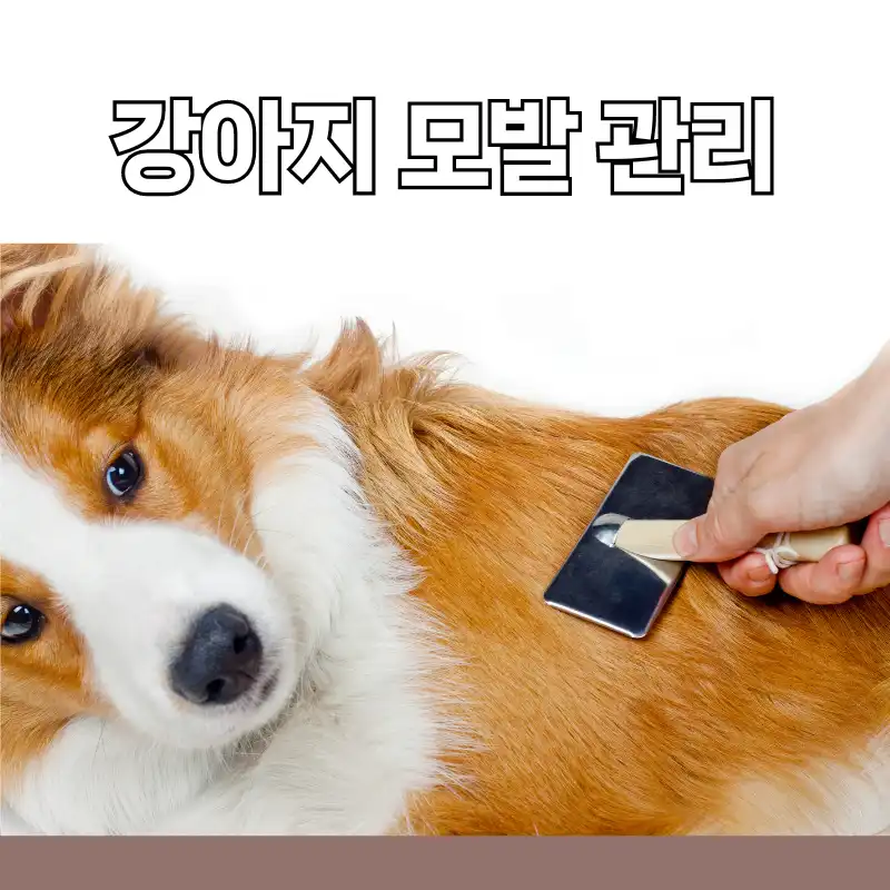강아지 모발 강화 필수 가이드