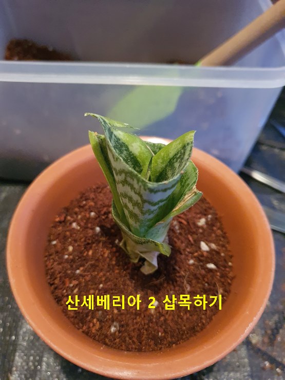 산세베리아 2 삽목하기