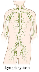  림프에 관하여 알아보기. 림프 기능, 림프에 좋은 음식과 운동