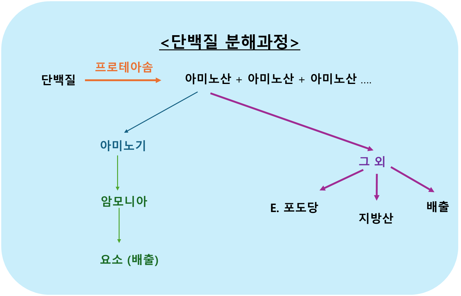 단백질 아미노산 지방산