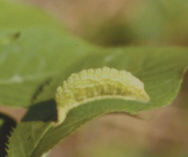  [산림청] 사사키잎혹진딧물
