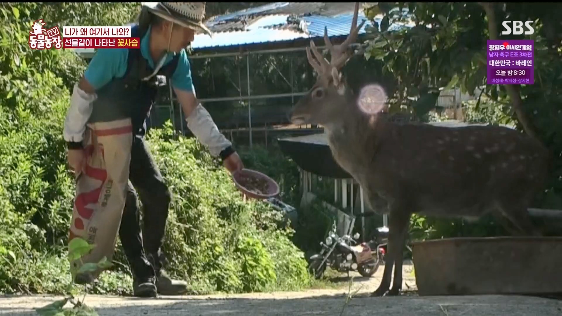 TV 동물농장.E1139.230924p.H264-F1RST.mp4_20230924_171516.382.jpg