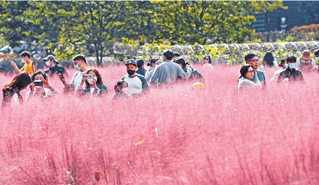 핑크뮬리 명소 - 미사리 경정공원