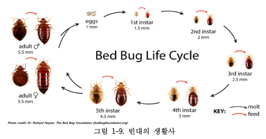 빈대 퇴치방법&#44; 대응방안