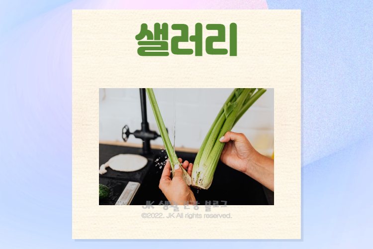  샐러리 효능 및 샐러리먹는법 샐러리주스 부작용