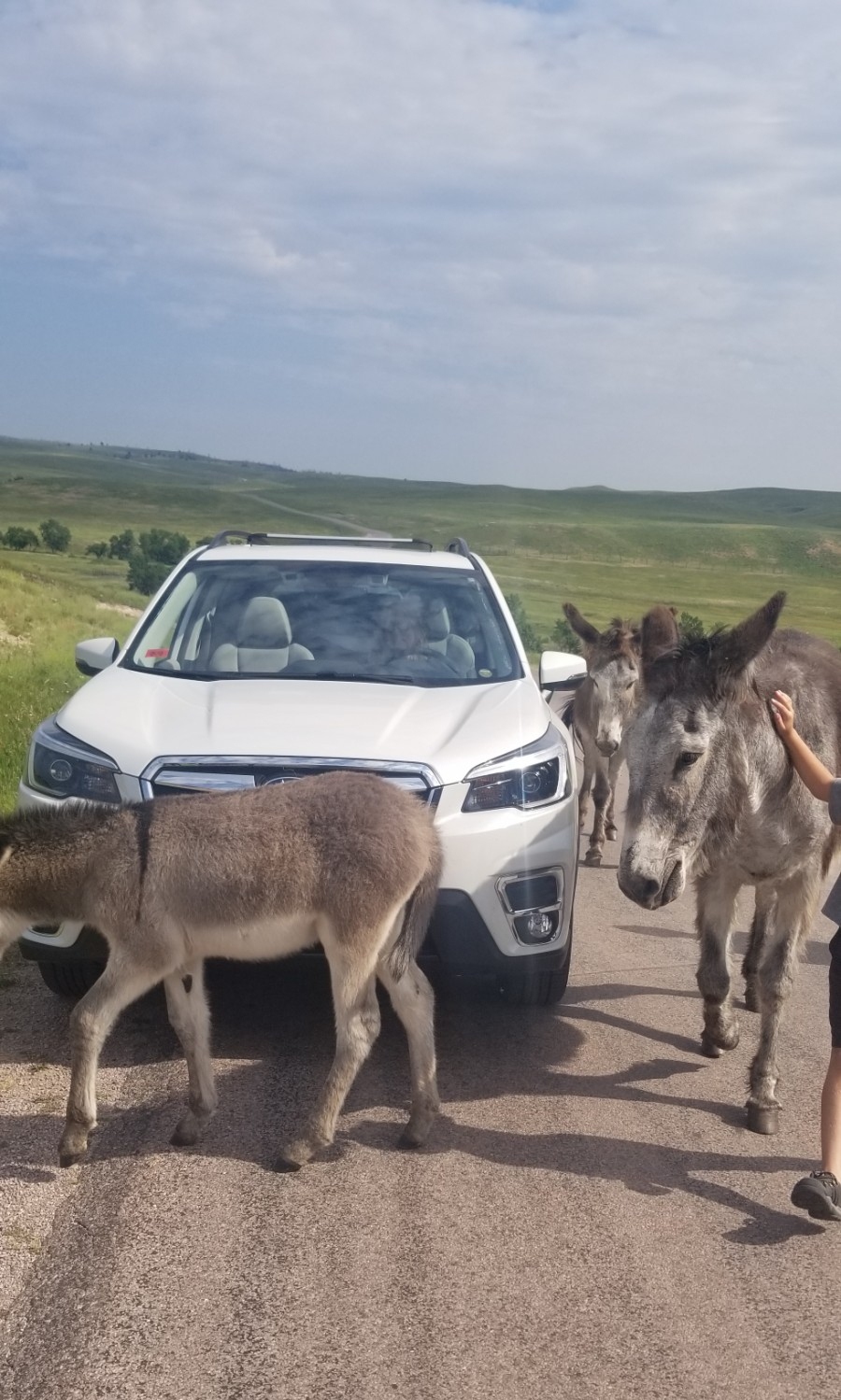  귀여운 야생당나귀, 야생 버플로 만나는곳 Custer State Park, 국립공원 in S.D 