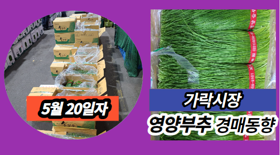  [경매사 일일보고] 5월 20일자 가락시장 영양부추 경매동향을 살펴보겠습니다!