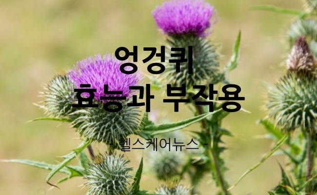 엉겅퀴 효능과 부작용