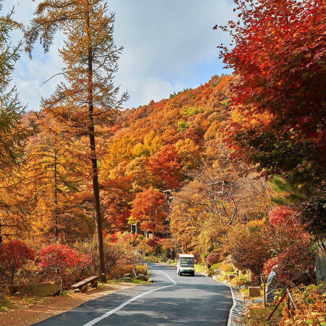 제천리솜포레스트 알아보기