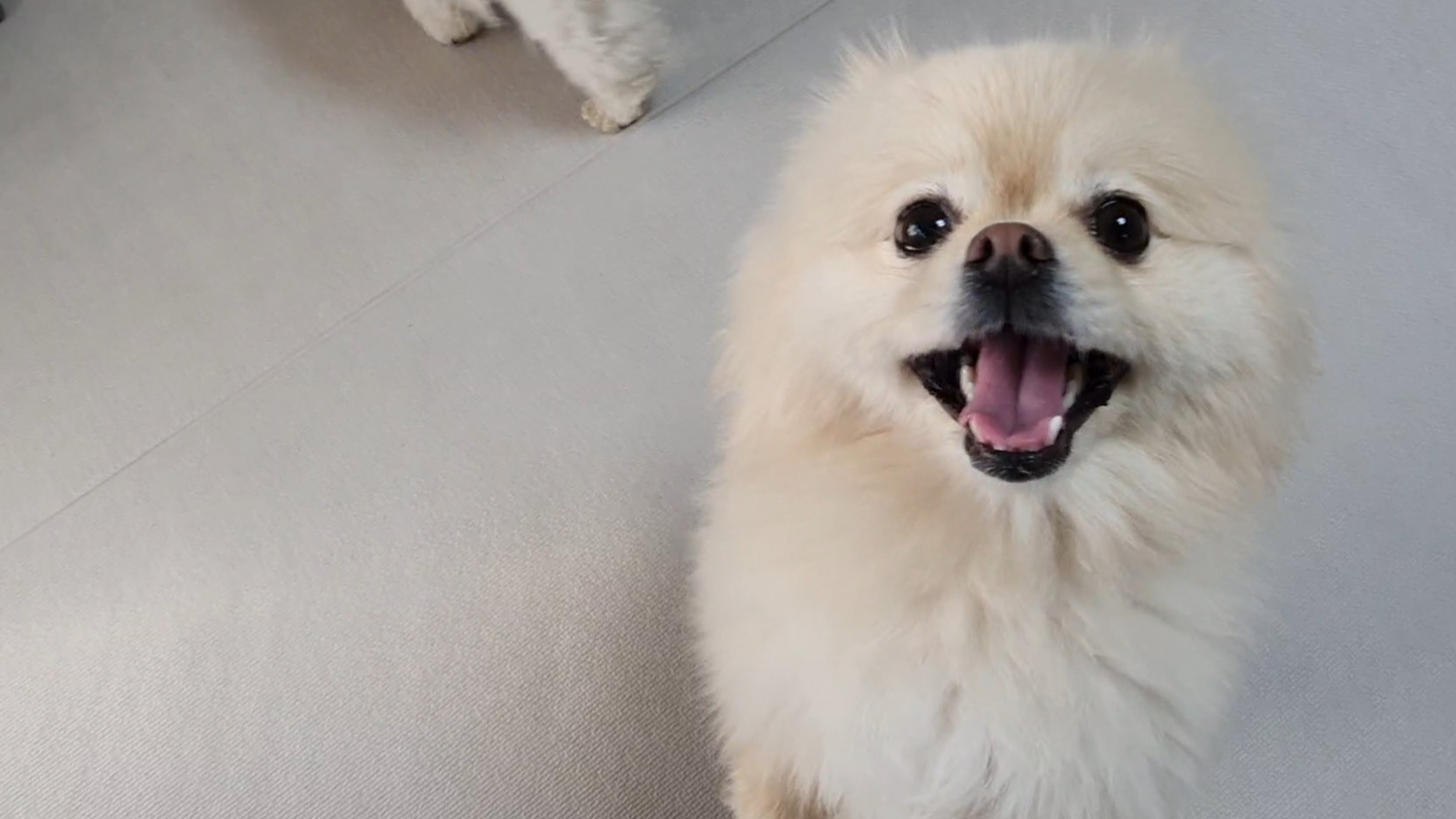  포메라니안이 앙칼진 이유