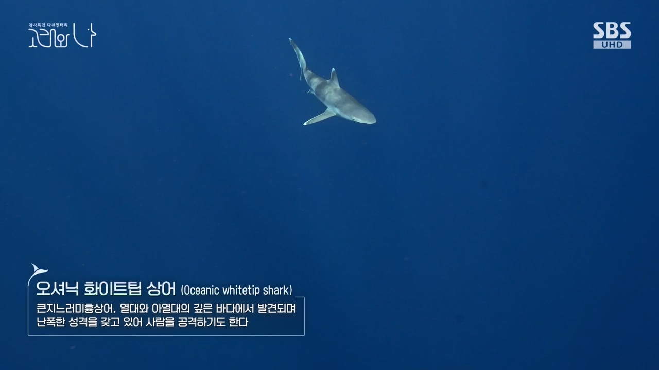 창사특집 다큐멘터리 고래와 나.E02.231126p-NEXT.mp4_20231126_163214.034.jpg