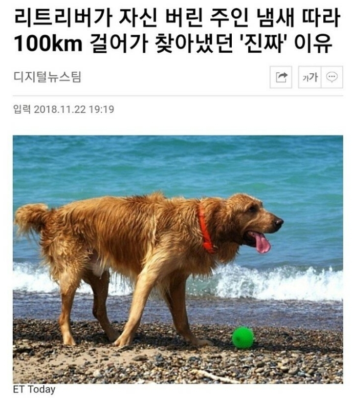  유기된 리트리버가 주인 찾아가서 한 일