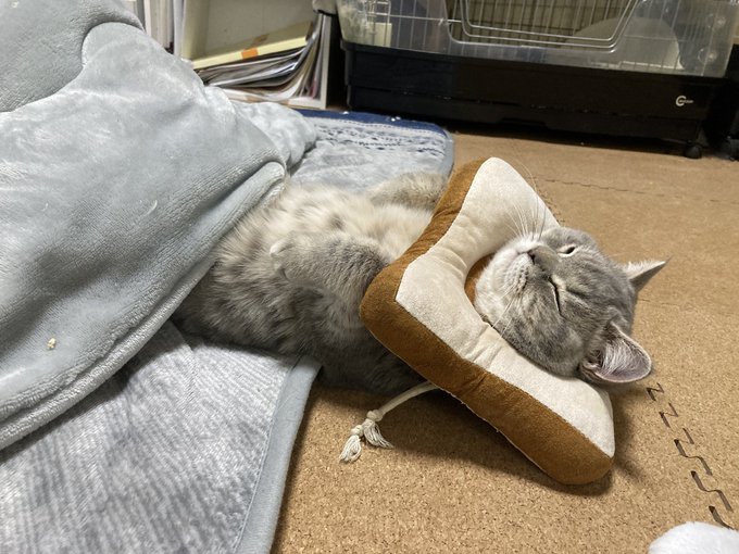 고양이의 탈을 쓴 사람?' 고양이 팔자 상팔자라는 걸 증명한 사진 고양이의 탈을 쓴 사람?' 고양이 팔자 상팔자라는 걸 증명한 사진