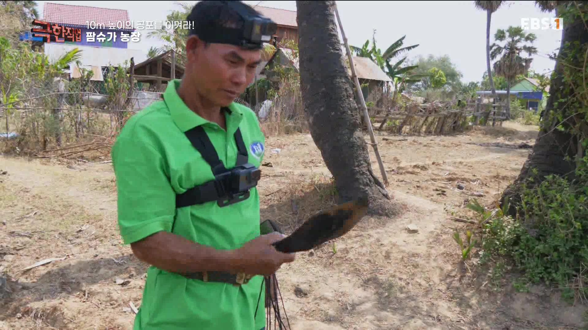 [극한 직업] 캄보디아 팜슈가 농장 230624.mp4_20230701_185221.485.jpg