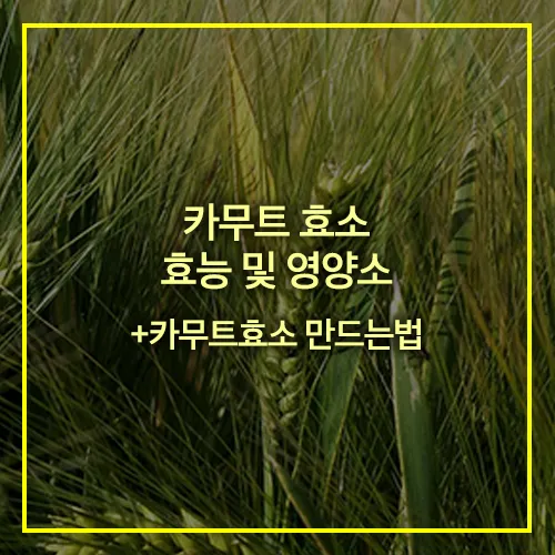 카무트효소 효능 및 만드는법