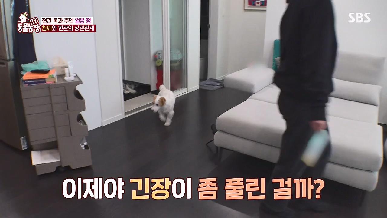 TV 동물농장.E1177.240624p-NEXT.mp4_20240623_163755.974.jpg