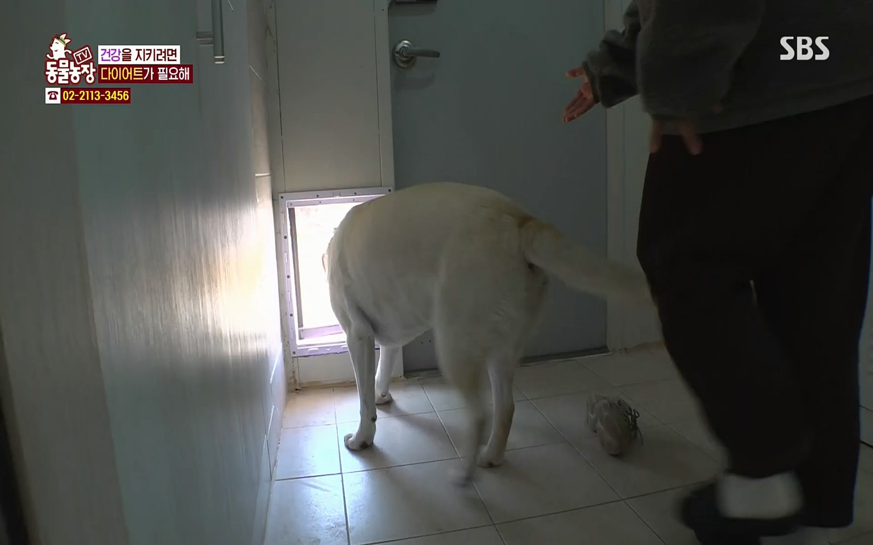 TV 동물농장.E1062.220327p.H264-F1RST.mp4_20220327_174415.811.jpg