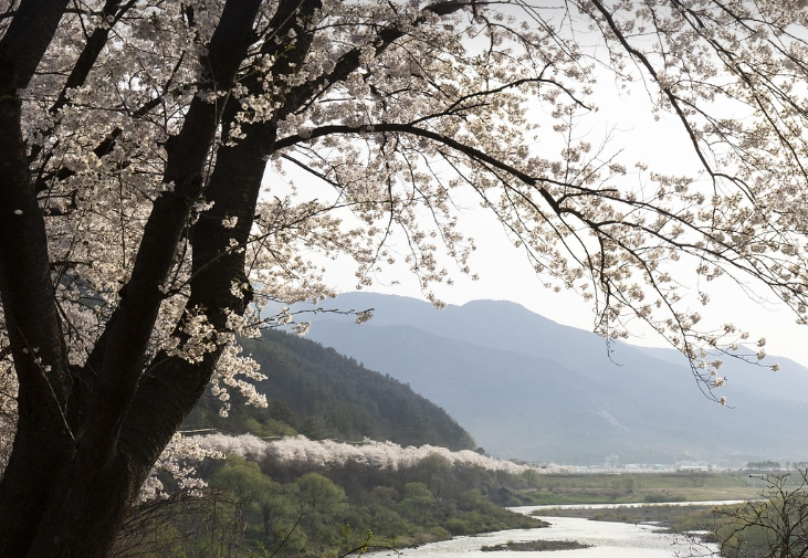화엄사 겹벚꽃