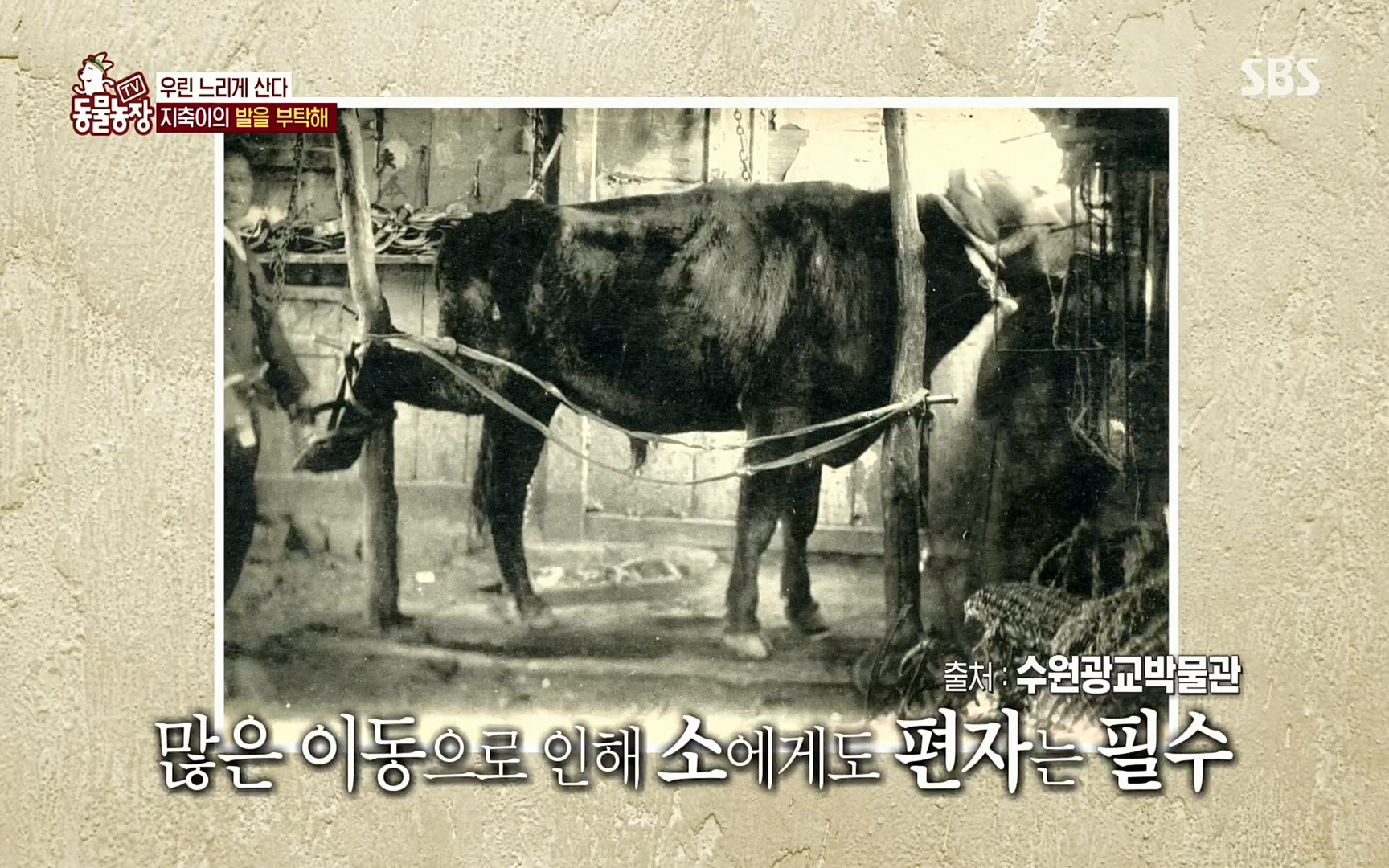 TV 동물농장.E1074.220619p.H264-F1RST.mp4_20220619_181823.373.jpg