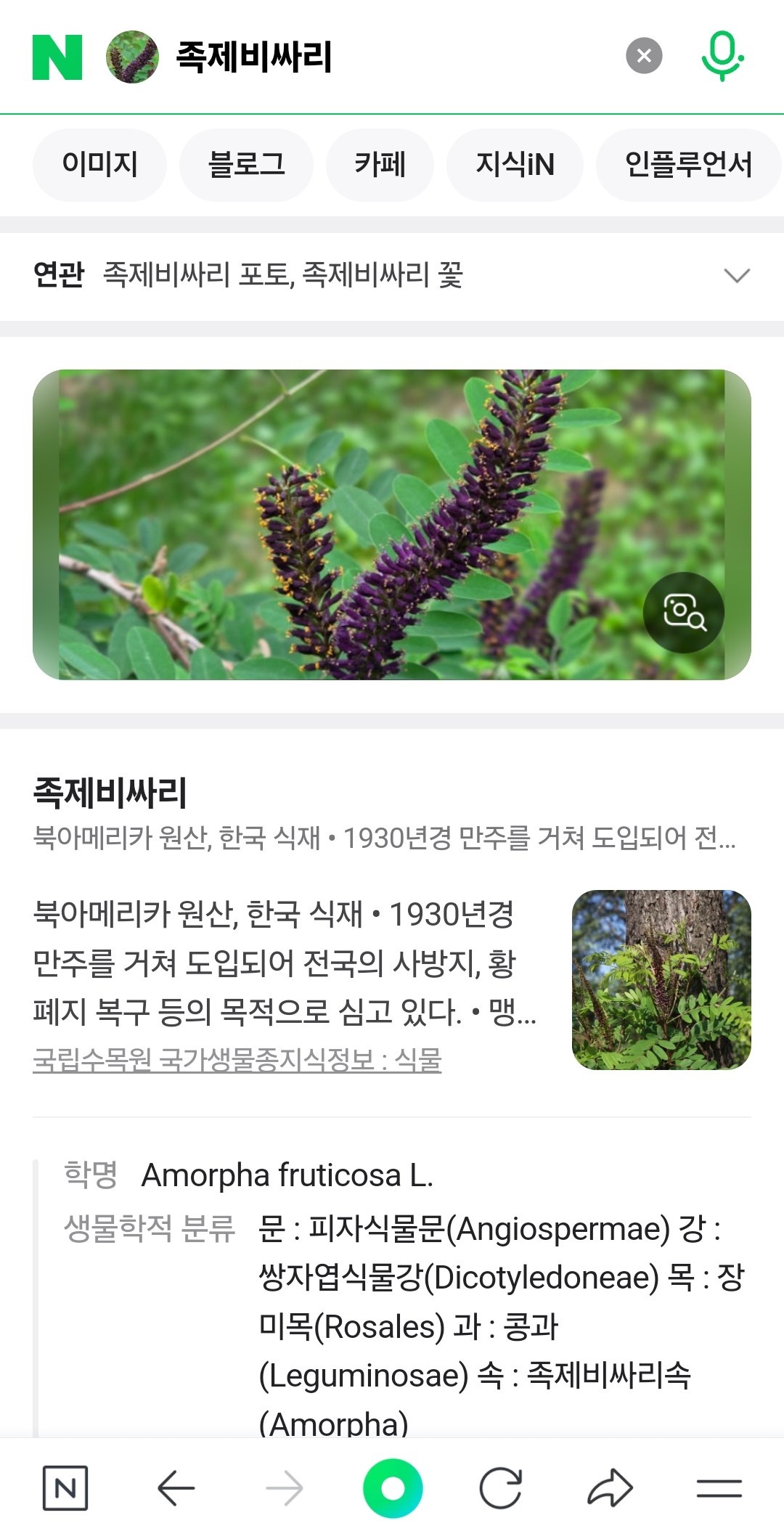식물 이름 찾기, 네이버 스마트렌즈, 스마트렌즈 사용법