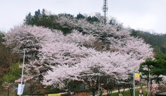 벚꽃 명소