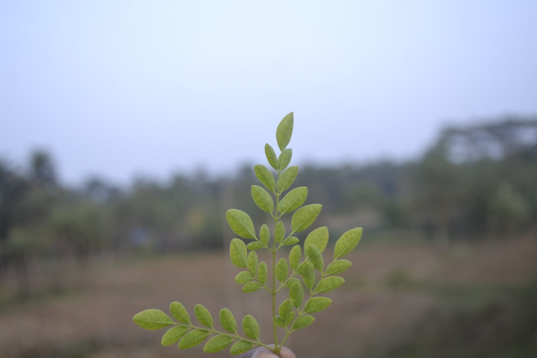 Ginseng