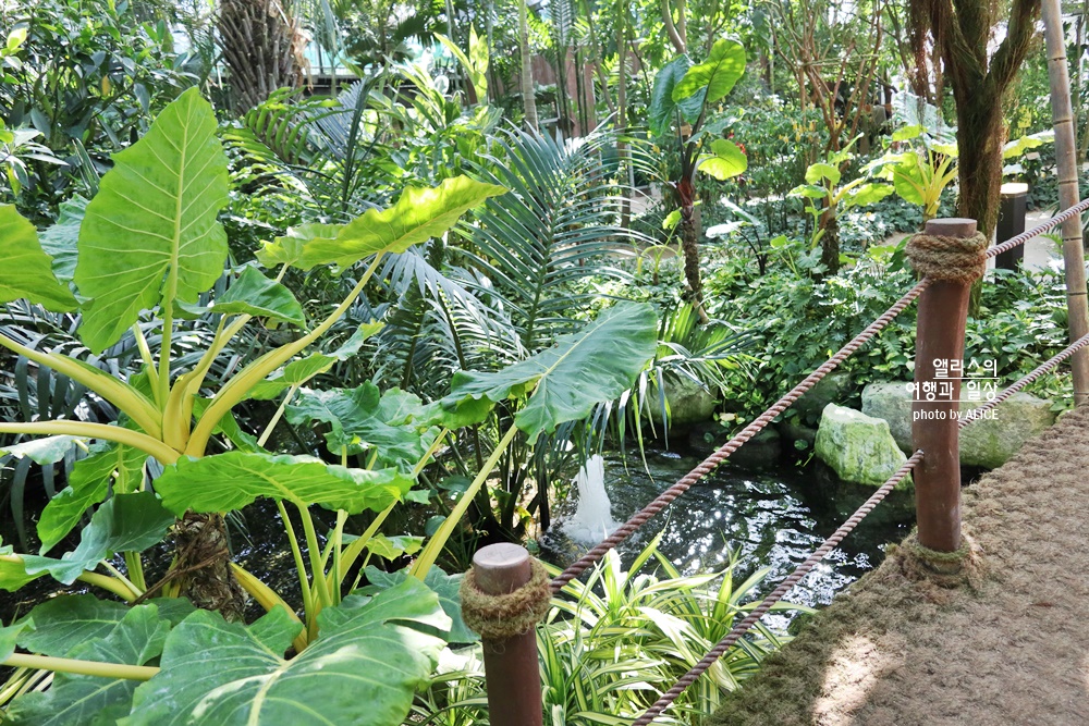 거제 정글돔 멋진 거대한 온실 식물원&#44; 마치 정글에 온 듯?! 요금 입장시간