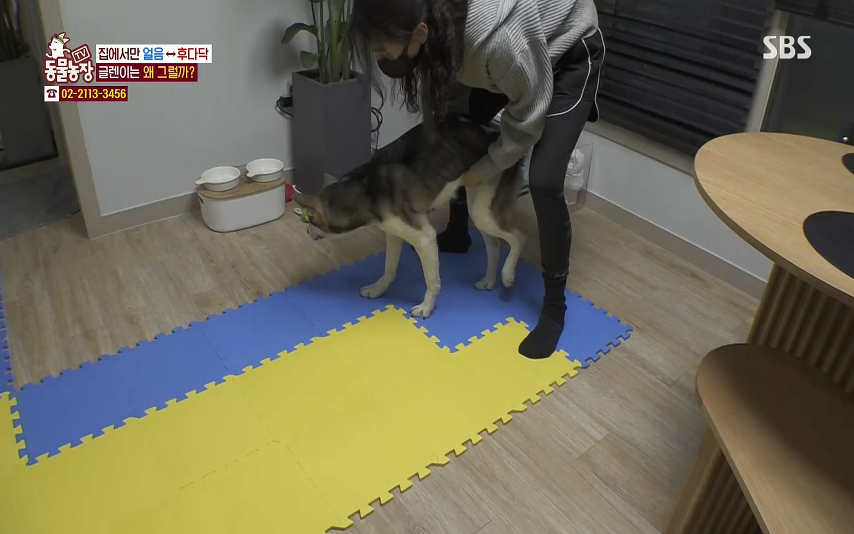 TV 동물농장.E1066.220424p.H264-F1RST.mp4_20220424_201018.290.jpg