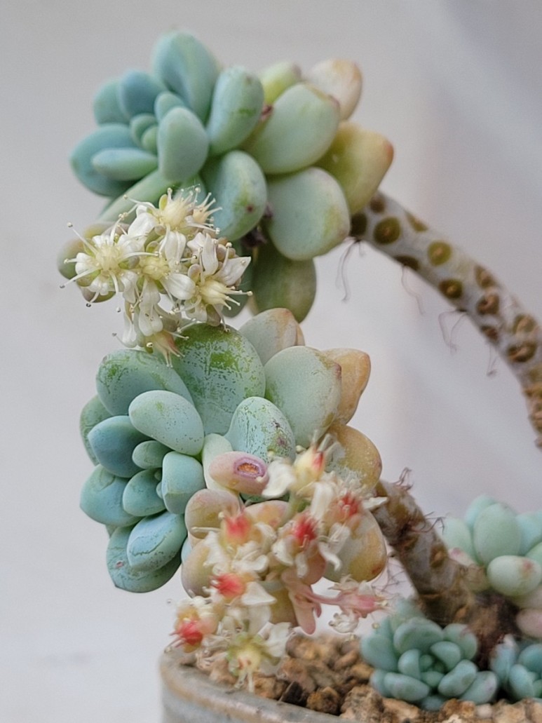 블루베리 농장 2구역 근황, 블루베리 묘목 옮겨심기, 작약봉오리, 레드 초코베리꽃, 다육화, 사탕꽃 18