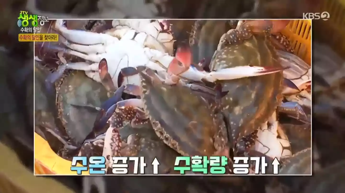 햇 꽃게